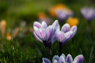 Fototapeta premium purple crocus flowers