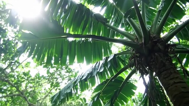 Lush Tropical Banana Tree Canopy: Sun Dappled Leaves, Vibrant Green, Tranquil Nature