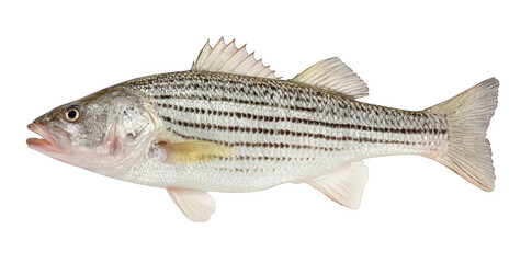 fresh fish on white background