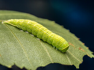 Close-Up of a Green Caterpillar on a Leaf