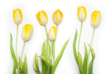 Tulip Lines &ndash; Group of Tulips, Floral Order Meets Natural Beauty