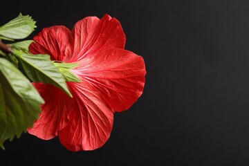 Beautiful red hibiscus flower on black background, closeup. Space for text