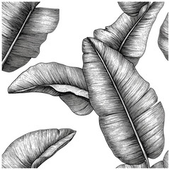 Hand-drawn tropical pattern, engraved banana leaf texture, antique large foliage detail, vintage botany sketch, retro natural background, vector illustration, jungle plants, cutout. © Vintage Studio
