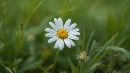 Detailed shot of a white petaled daisy bloom