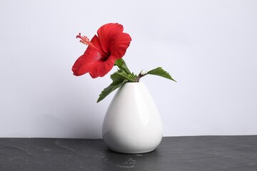 Beautiful red hibiscus flower in vase on black table against white background