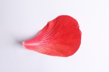 Beautiful red hibiscus petal on white background, top view