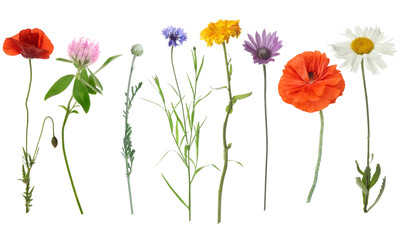 Obraz premium Wildflowers on white background, set. Different blooming plants