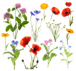 Obraz premium Wildflowers on white background, set. Different blooming plants