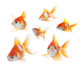 Beautiful bright goldfish on white background, collage