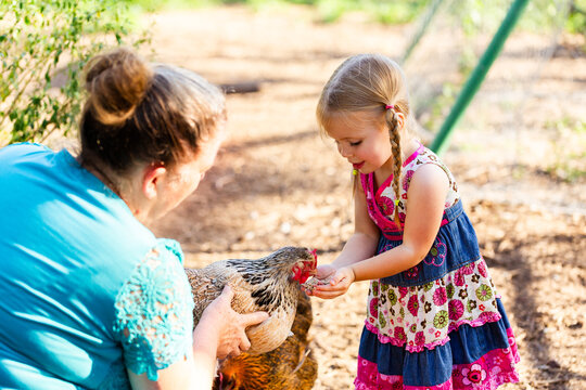Grandmother and grandchild crouched in chook yard feeding hens on farm