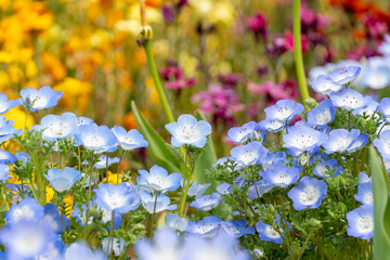 ネモフィラが咲き誇る春の花畑