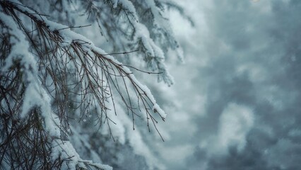 Detailed view of frosted trees and limbs during a snowstorm from a gentle back perspective