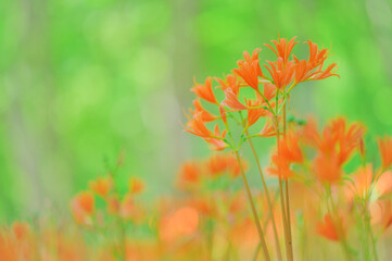 夏のみかも山に咲くキツネノカミソリの花