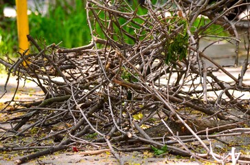 A pile of branches and twigs on the ground. The branches are scattered and some are broken. Scene...