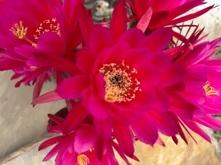 hot pink cactus flowers