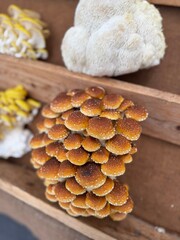 mushrooms at the farmer's market