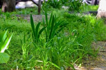 A patch of green grass with some plants growing in it. The plants are tall and green, and they are growing in a field