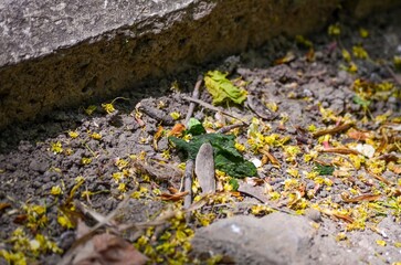 A pile of dirt with a plant growing out of it. The dirt is yellow and brown, and the plant is green