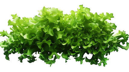 Obraz premium Green lettuce leaves on transparent background