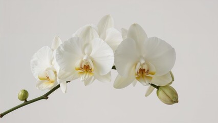 Obraz premium A single white orchid spray with blooming flowers and buds set on a white canvas