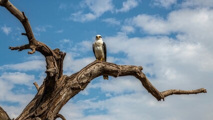 A Black-shouldered Kite resting on a leafless tree in a savanna landscape