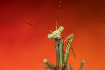 praying mantis macro shot  with a coloured background