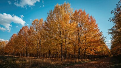 A stunning woodland scene with colorful autumn trees and clear sky