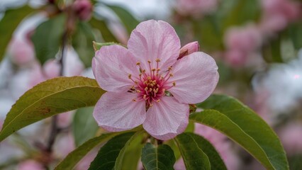 Obraz premium A sharp focus on a fragile pink flower blossoming with fresh green leaves, representing nature's renewal.