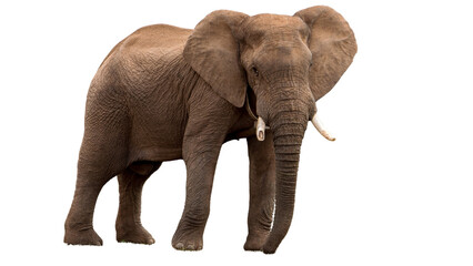 Obraz premium Giant elephant walking on white transparent background 