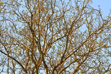 A tree with no leaves is in the foreground. The sky is blue and clear. The tree is bare and has no leaves