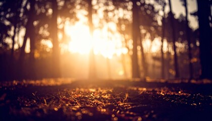 Golden sunset rays filtering through a dense forest, illuminating the forest floor.