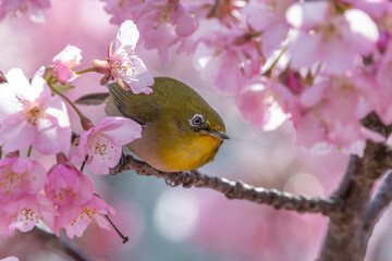 桜の枝にとまるメジロと春の訪れ