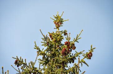 A tree with green leaves and red berries is standing tall in the sky. The leaves are large and spread out, giving the tree a full and lush appearance. The red berries are small and clustered together