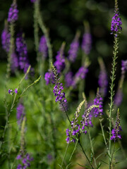 Purple toadflax flower bokeh background 