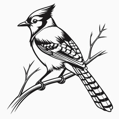 Striking Blue Jay Illustration Perched on a Branch Detailed Black and White Design