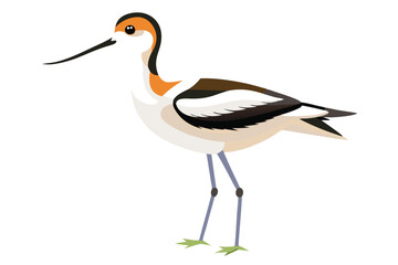 Obraz premium Elegant American Avocet Illustration Gracefully Posed on a White Backdrop with Clean Lines