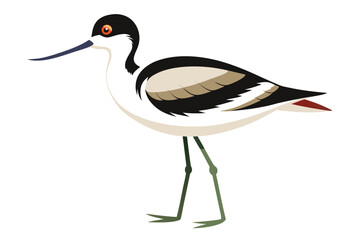 Striking Shorebird Illustration Elegant Black Necked Stilt with Elongated Bill and Graceful Legs