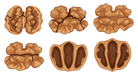 Obraz premium Illustration of six walnut halves and shells showing internal structure and outer texture detail