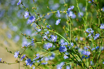 Summer background with bright wild chicory flowers on a picturesque blurred background.