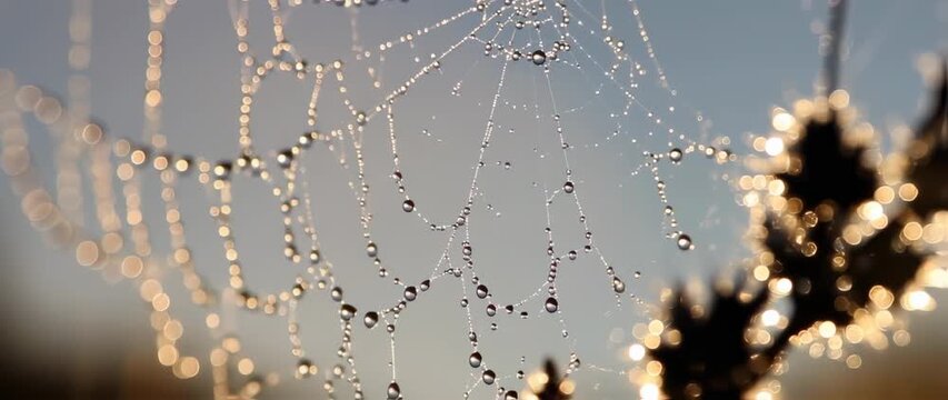 Dew droplets on a spiderweb