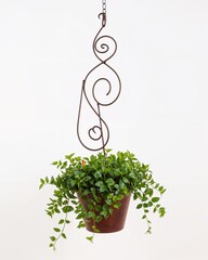 Wrought iron spiral design hanging flower pot on plain white background