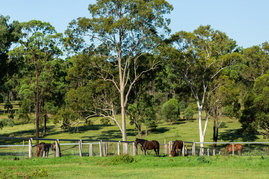 Horses in green paddock with fences and gum tree