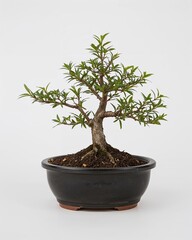 Glazed black ceramic bonsai pot with shallow depth on plain white background