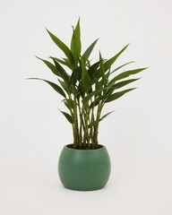 Oval bamboo wrapped eco friendly planter pot on plain white background