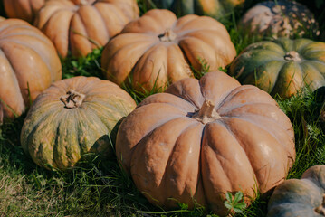 Pumpkin picking. Halloween preparation. Thanksgiving day