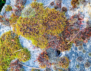 Close up of moss on rock. Natural background.
