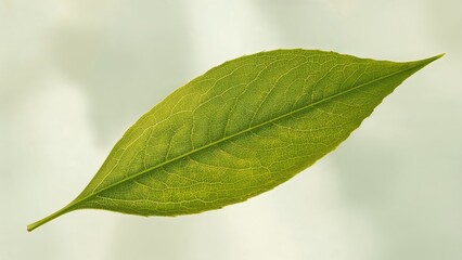 Obraz premium Picture showcasing fresh green leaves