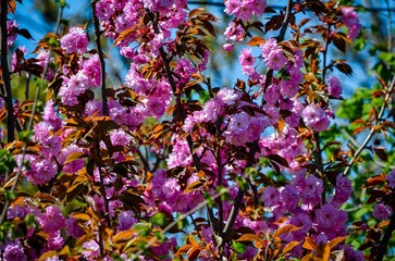 A tree with pink blossoms is in full bloom, creating a beautiful and vibrant scene. The pink...