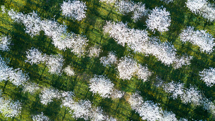 Spring in the countryside - a blooming orchard from above