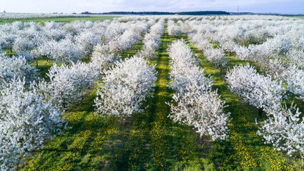 Spring in the countryside - a blooming orchard from above